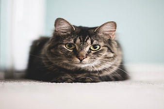 Close-up of a Tabby Cat Lying Down with Green Eyes