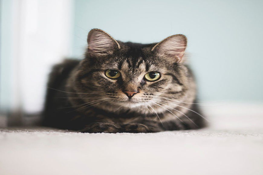 Close-up of a Tabby Cat Lying Down with Green Eyes