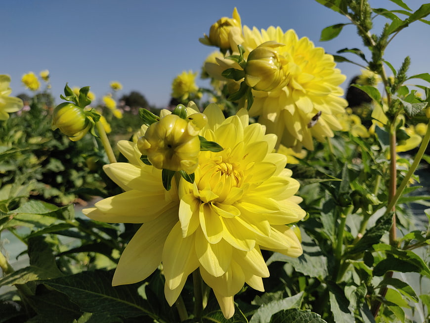 Bright Yellow Dahlias Blooming in Garden