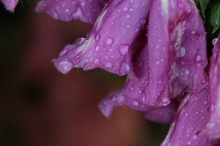 Close-up of purple flower petals with raindrops
