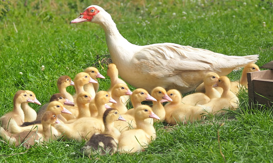 White Muscovy Duck with Yellow Ducklings in Green Grass