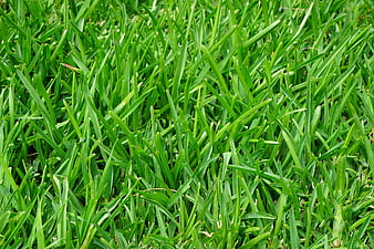 Close-up of lush green grass blades texture