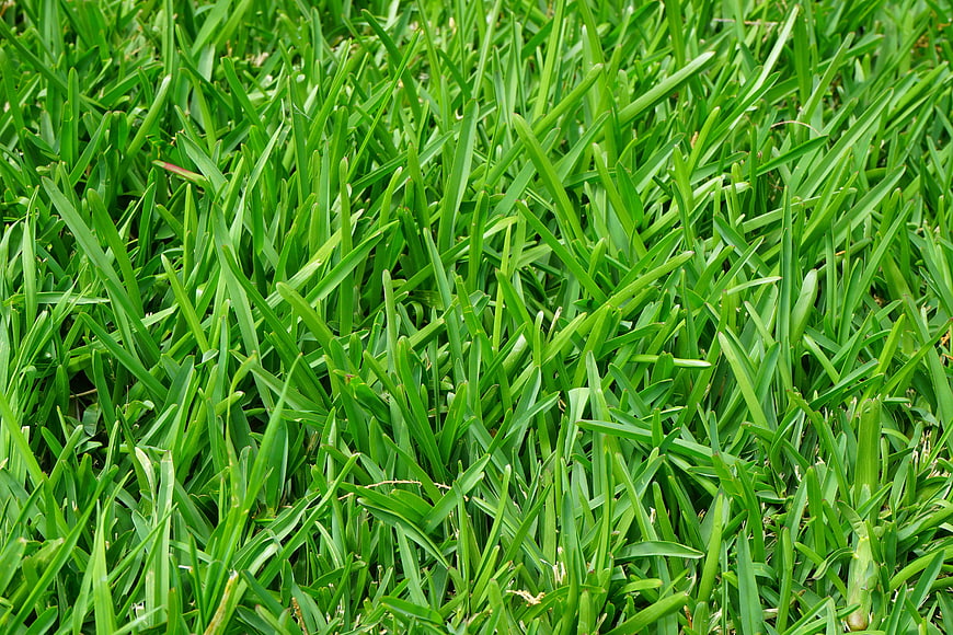 Close-up of lush green grass blades texture