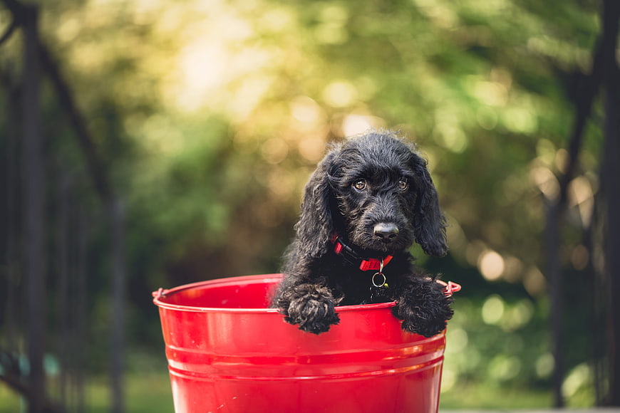 Adorable Black Puppy Sitting in a Red Bucket Outdoors
