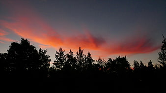 Dramatic orange sunset sky with tree silhouettes