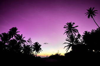 Tropical palm tree silhouettes against a vibrant purple sunset sky