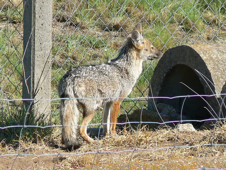 Black-backed jackal standing in fenced enclosure with concrete shelter