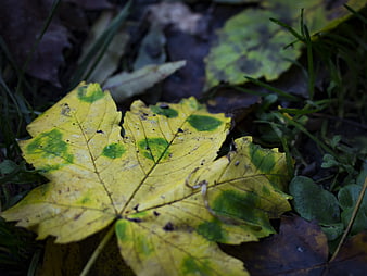 Close-up of yellow maple leaf with green spots on grass