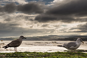 Two seagulls standing on mossy rocks by a stormy sea