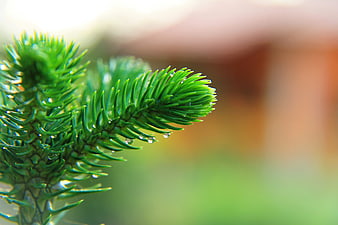 Close-up of green pine branch with water droplets