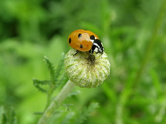 Close-up of a seven-spotted ladybug on a green flower bud