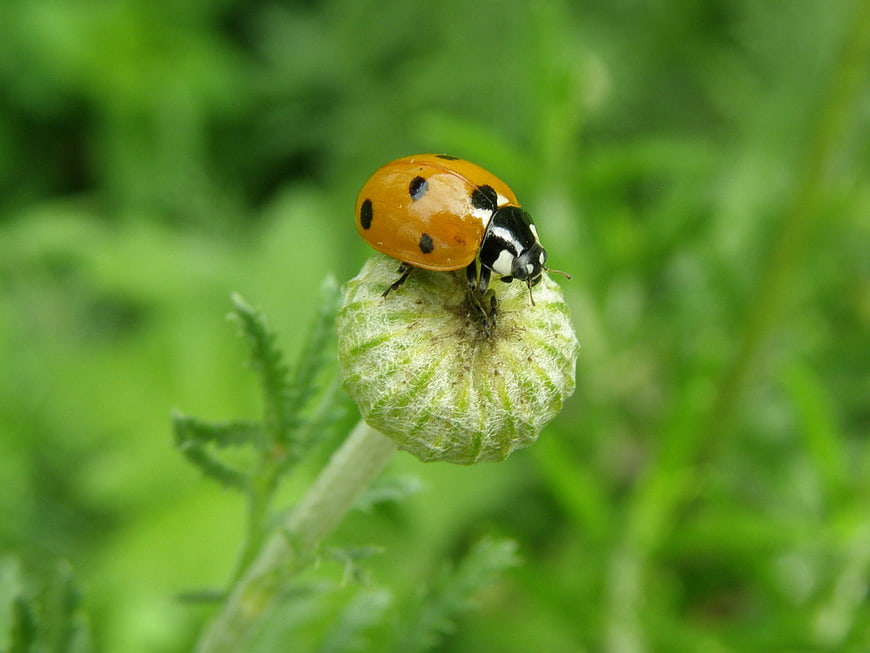 Close-up of a seven-spotted ladybug on a green flower bud