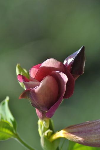 Close-up of a dark purple morning glory flower bud