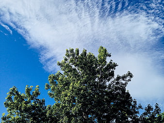 Green Tree Canopy Against Blue Sky with Wispy Clouds