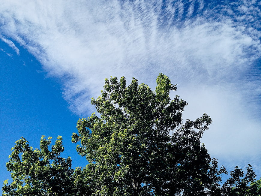 Green Tree Canopy Against Blue Sky with Wispy Clouds