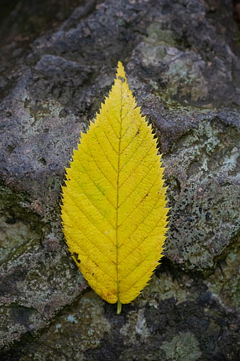 Yellow autumn leaf on textured rock surface