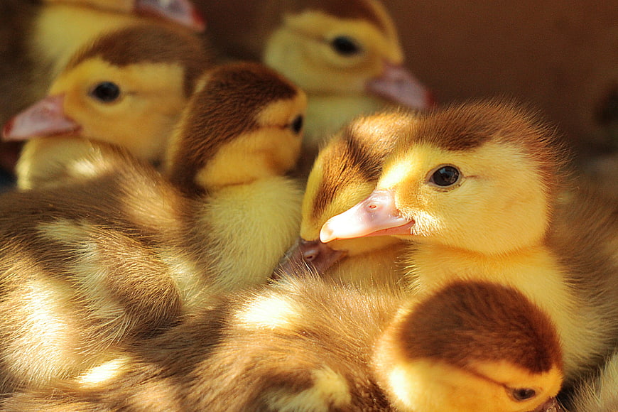 Cute fluffy ducklings huddled together in sunlight