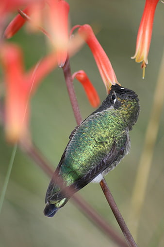 Green Hummingbird Feeding on Red Tubular Flowers