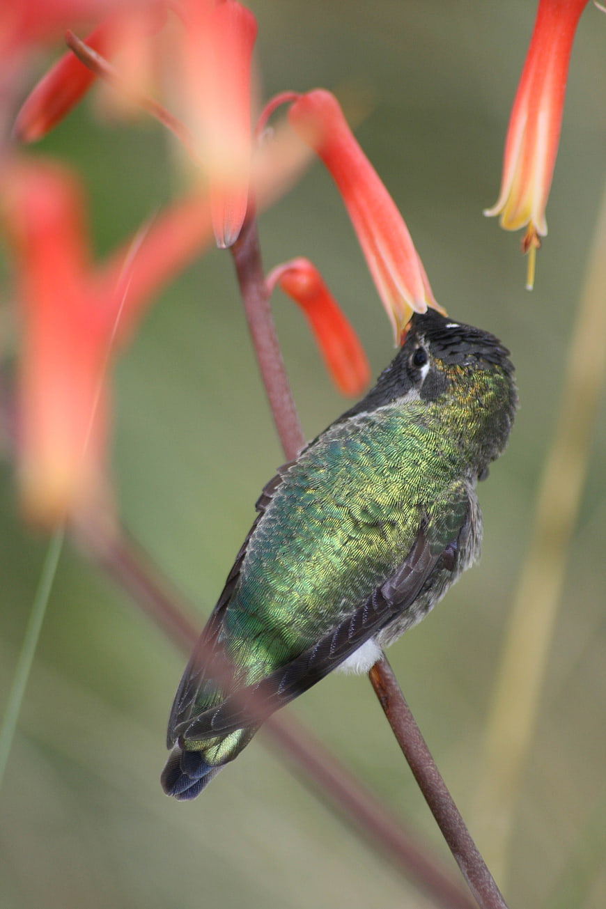 Green Hummingbird Feeding on Red Tubular Flowers