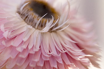 Macro photography of delicate pink flower petals with soft focus