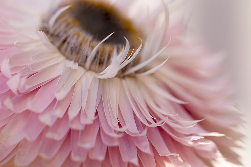 Macro photography of delicate pink flower petals with soft focus