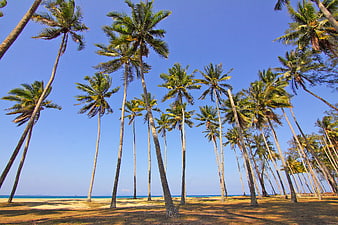 Tall Coconut Palm Trees on Tropical Beach with Blue Sky