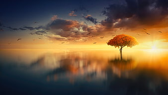 Lone Tree With Autumn Leaves Reflected In Calm Water At Sunset