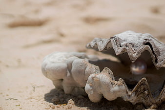 Open Oyster Shell with Pearl on Sandy Beach