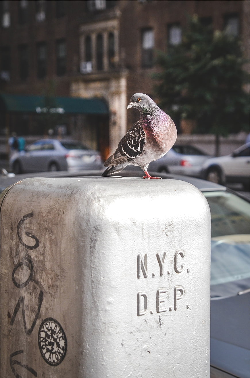 Pigeon perched on NYC DEP bollard in urban street