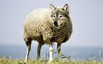 Wolf in sheep's clothing standing in grassy field