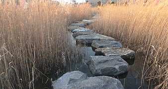 Stone Stepping Stones Path Through Tall Dry Reeds