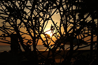 Silhouette of tree branches against a golden sunset over the ocean