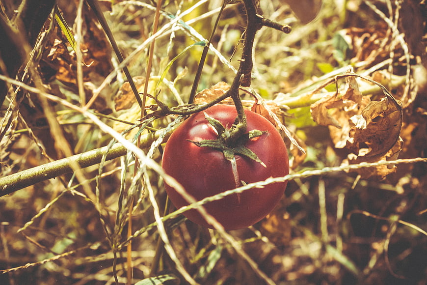 Ripe Red Tomato Hanging on Vine in Garden