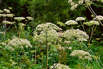 White Wildflower Umbels in Lush Green Forest Undergrowth