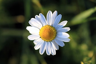 Close-up of White Oxeye Daisy with Yellow Center