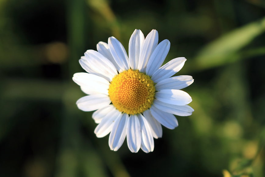 Close-up of White Oxeye Daisy with Yellow Center