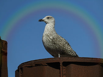 Seagull Perched on Rusty Metal with Rainbow Halo
