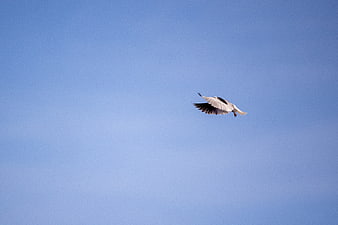 White Stork Flying Against Clear Blue Sky