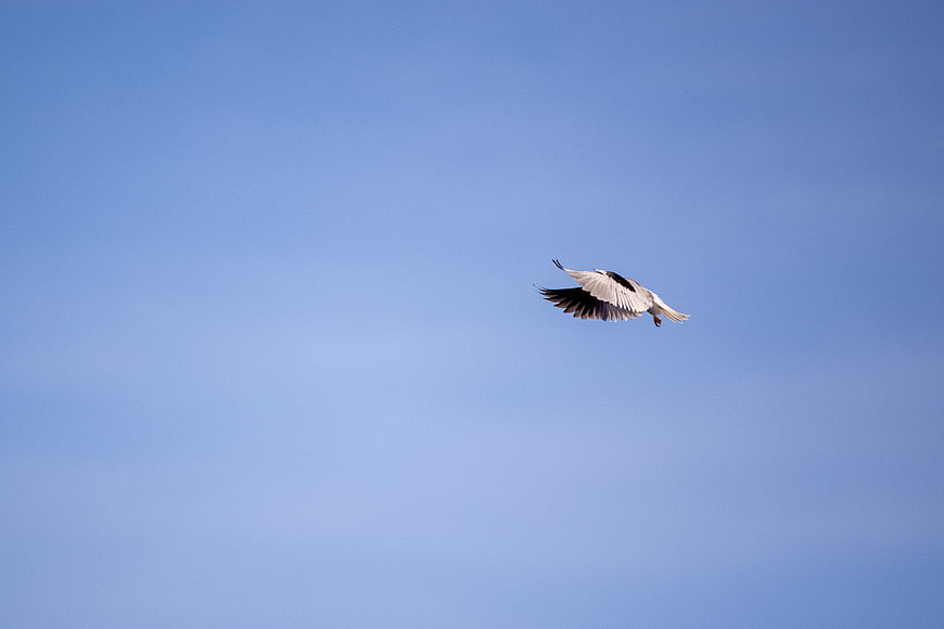 White Stork Flying Against Clear Blue Sky