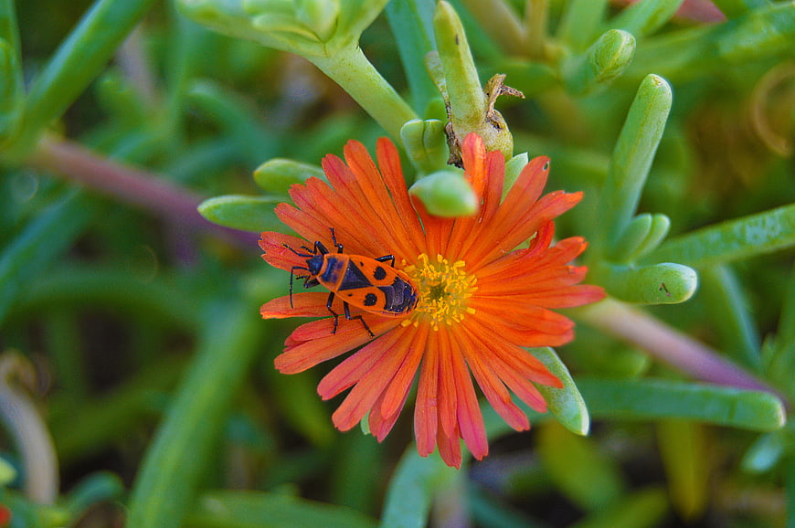 Orange beetle on vibrant ice plant flower close-up
