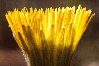 Macro Backlit Yellow Coltsfoot Flower Blossom Close Up