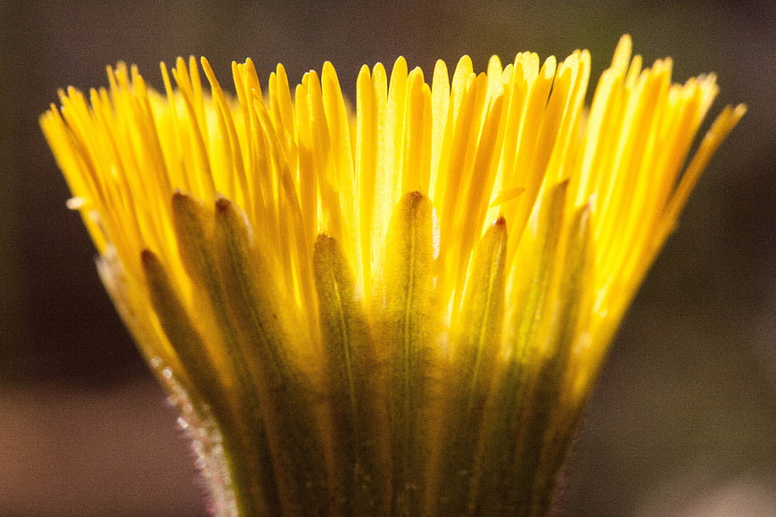 Macro Backlit Yellow Coltsfoot Flower Blossom Close Up