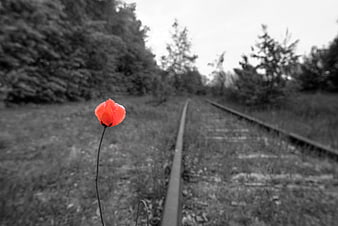Red poppy flower on black and white railway tracks