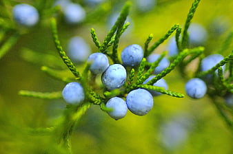 Close-up of Blue Juniper Berries on Green Branch