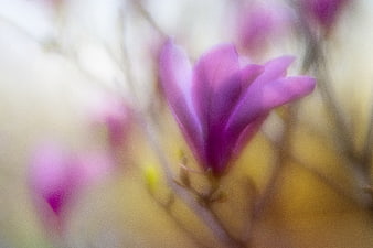 Soft Focus Purple Magnolia Blossom Abstract Background