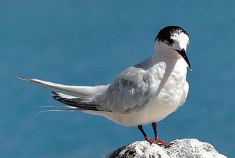Arctic Tern Perched on Rock Against Blue Ocean Background