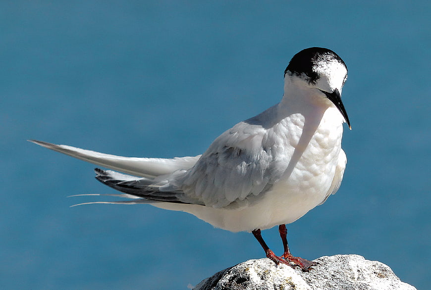 Arctic Tern Perched on Rock Against Blue Ocean Background