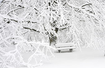 Snow-covered park bench under frosted winter tree branches