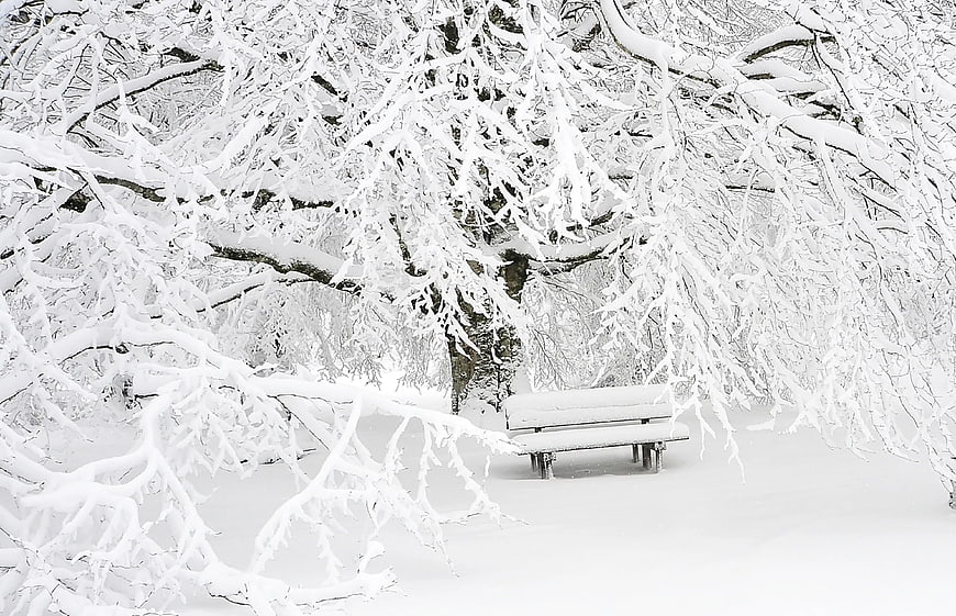 Snow-covered park bench under frosted winter tree branches