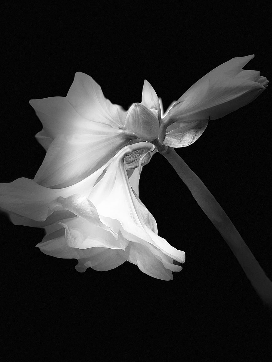 Black and White Amaryllis Flower on Black Background
